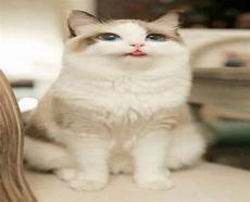 可爱猫咪图片