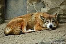 中国哪里有狼